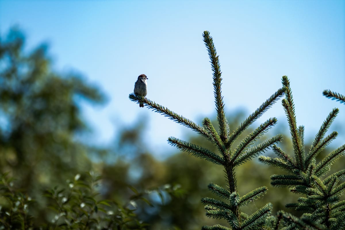 Įžanga — nuo ko viskas prasidėjo ir tikslas