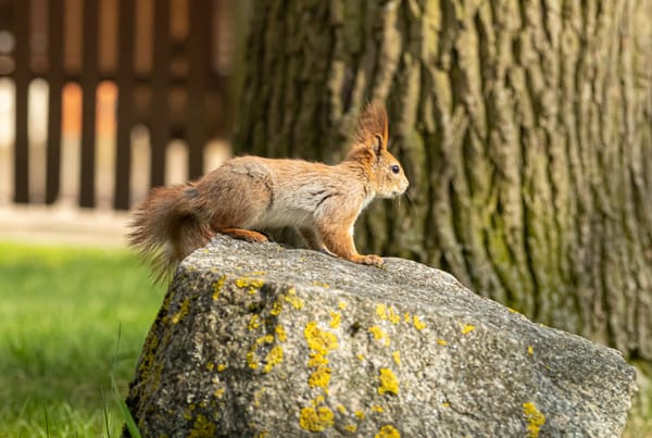 Kaip stiprybė tampa silpnybe – ir atvirkščiai