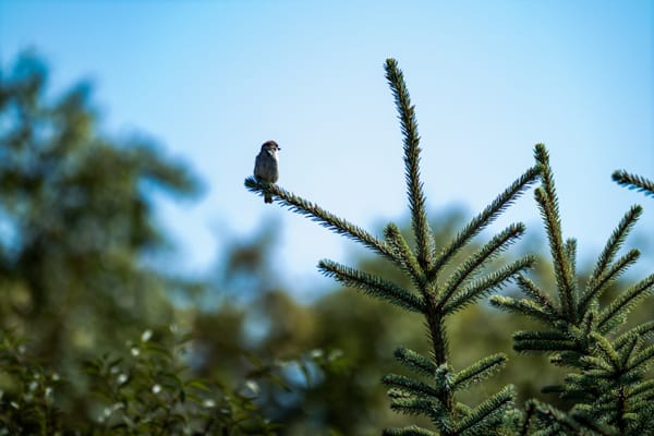 Įžanga — nuo ko viskas prasidėjo ir tikslas